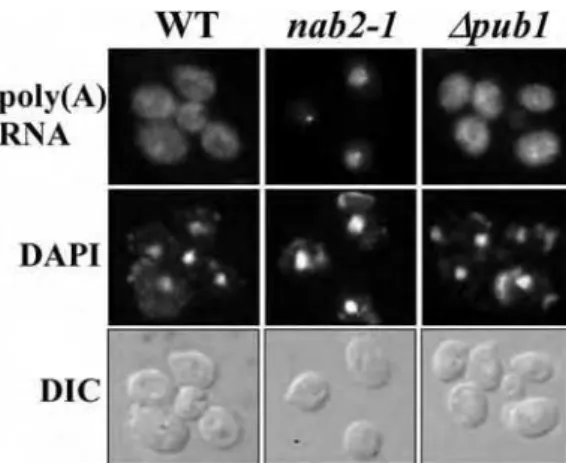 FIG. 3. Deletion of PUB1 does not cause poly(A) RNA accumula- accumula-tion within the nucleus