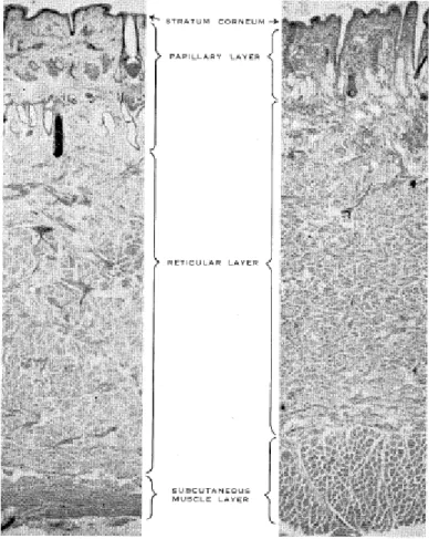 Figura 1. Corte longitudinal da pele de novilha da raça Shorthorn (esquerda) e  de origem Bos taurus indicus (direita) (Fonte: Dowling, 1955)