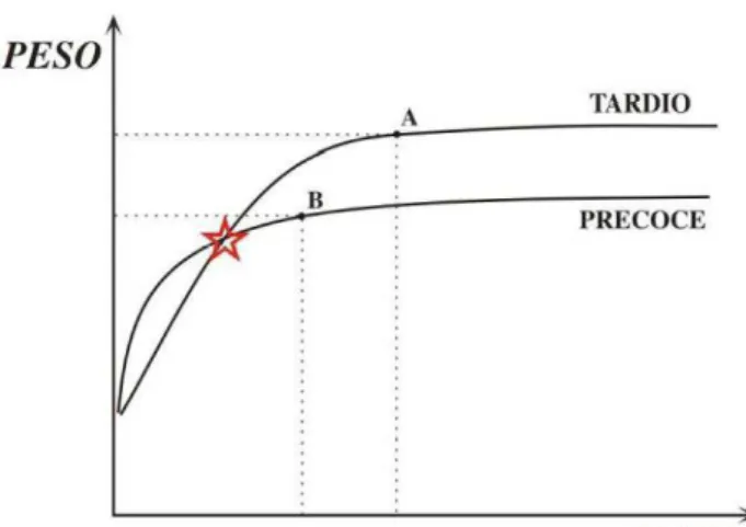 Figura 4: Gráfico demonstrativo da curva de crescimento dos biotipos precoce e  tardio