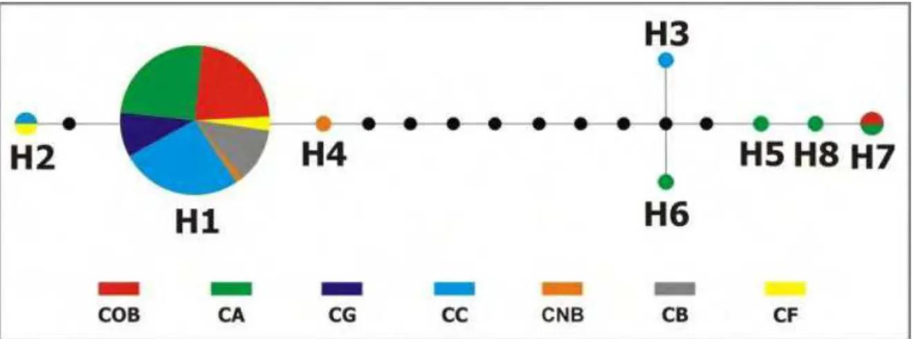 Figura  4.  Rede  de  haplótipos  do  tubarão-raposa  Alopias  superciliosus  calculada  pelo  método  Median- Median-Joining