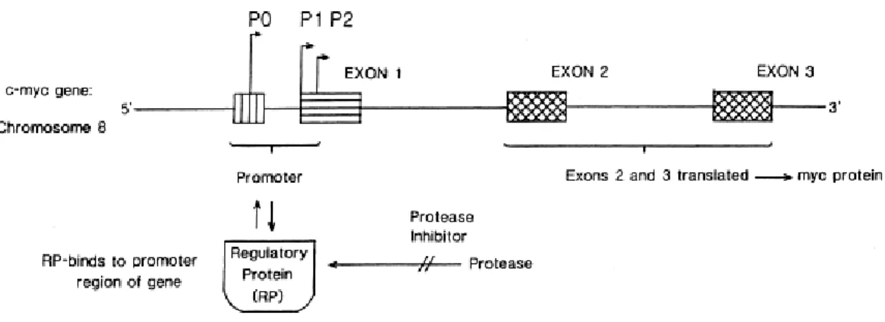 Figura 4: Modelo postulado para mostrar a interação entre a protease, o inibidor de protease  anticarcinogênico e a expressão de c-myc