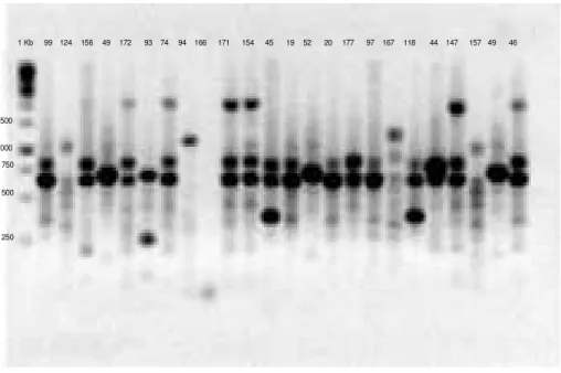 Figura 6    Eletroforese de gel de agarose 1,5% de produto de ERIC-PCR na presença  dos primers ERIC 1 e ERIC 2, utilizando o marcador de Gene Ruller 1KbDNA Ladder ≠  SM0311/2/3 - Fermentas