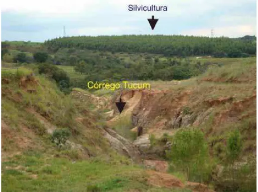 Foto 02: Prática de Silvicultura na bacia do córrego do Tucum. 