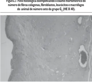 Figura 2 - Foto histológica exemplificando o exame morfométrico do número de fibras colágenas, fibroblastos, leucócitos e macrófagos