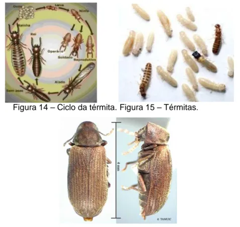 Figura  16  -  Caruncho  da  madeira  (http://www.telmopereira.com/Expurgo.html),  consultado em 19-01-2019