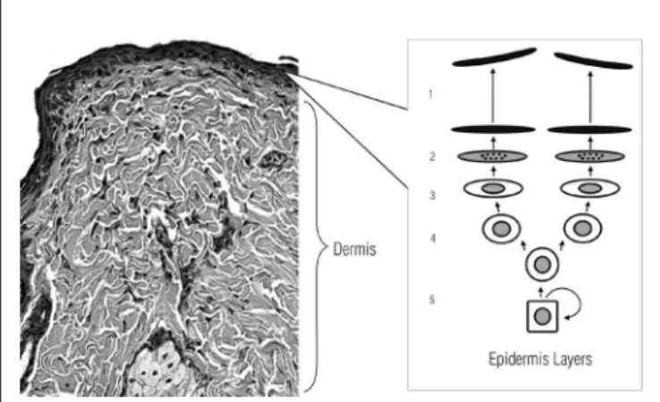 Figure 1. Normal epithelial tissue with no changes. 