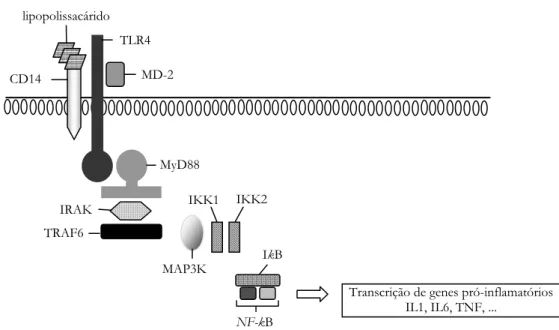 Figura 2.3 – Activação e transdução dos “toll-like receptors”. O reconhecimento do  lipopolissacárido envolve três componentes: CD14, toll-like receptor 4 (TLR4) e MD-2
