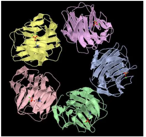 Figura 2.5 – Estrutura (pentraxina) da Proteína C-Reactiva; imagem da face com as “lectin  folds” onde se encontram os iões de cálcio; estes são os locais de reconhecimento e fixação  da fosfocolina do polissacárido C do Streptococcus pneumoniae (imagem di