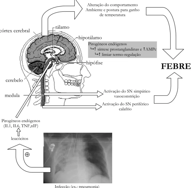 Figura 3.1 – Patogenia da febre. Uma infecção, por exemplo uma pneumonia, estimula a  libertação de diversos pirogénios endógenos pelos leucócitos