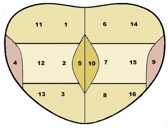 Figura  1  –  Regiões  das  punções  para  coleta  de  fragmentos  da  próstata:  1.  base  direita,  2