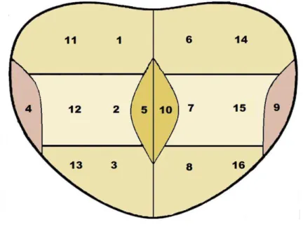 Figura  1  –  Regiões  das  punções  para  coleta  de  fragmentos  da  próstata:  1.  base direita, 2