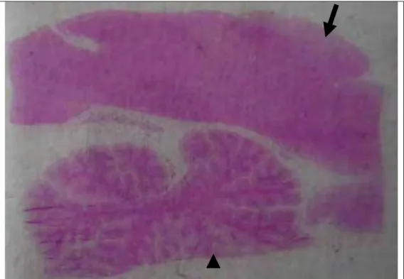 Fig. 1 – Análise histopatológica de cerebelo (cabeça de seta) e  tronco encefálico (seta) de cães com cinomose em fase neurológica
