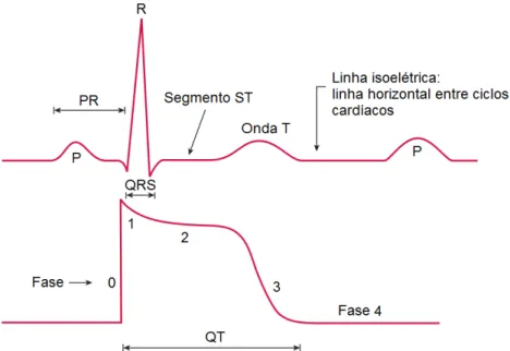 Figura 3.5 – Fases de despolariza¸c˜ ao e repolariza¸c˜ ao ao n´ıvel celular (mi´ocitos), com as diferentes fases ilustradas em sincronia com a forma de onda P-QRS-T