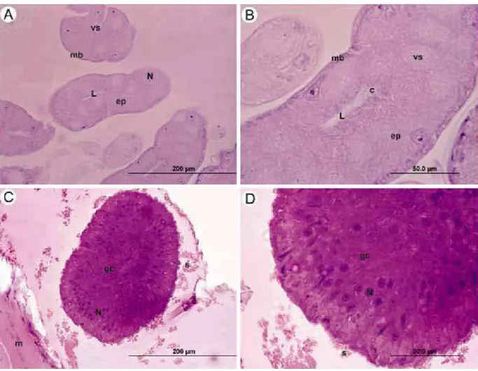 Figura 4 – Glândula de veneno e glândula convoluta de Polybia paulista.