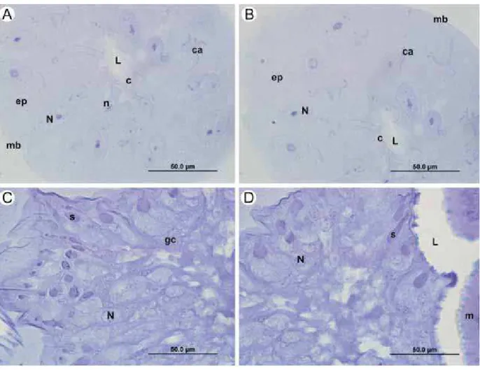 Figura 10 - Glândula de veneno e glândula convoluta de Polistes versicolor.