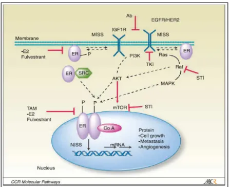 Fig.  4  ER  can  be  activated  by  MAPK  pathways  upon  EGF  or  IGF  treatment  through  phosphorylation  of  Ser118  at  AF-1  site  (un-bounded activated  receptor)