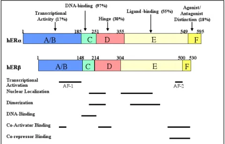 Fig. 5 Similarity of domains between ERα and ERß 39 . AF-1, transcriptional  ligand-independent domain; AF-2, transcriptional ligand-dependent domain.