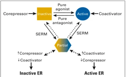 Fig. 9 ER tissue specific  effects  according to Jordan et al 38   hypothesis: In the presence of a  pure antagonist, ER  is  stabilized in the inactive conformational  state and binds  co-repressor  tightly