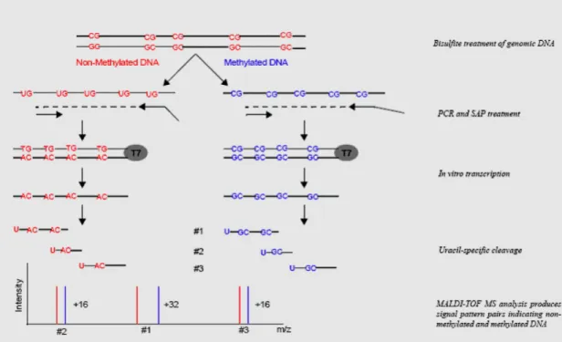 Fig.  18  Schematic  workflow  for  quantitative  methylation assessment  by  MassARRAY  using  Matrix  Assisted  Laser  Desorption/Ionization   time-of-flight  mass  spectometry  (MALDI-TOF  MS).