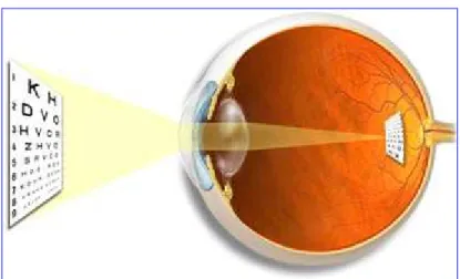 Figura 6: Olho Emétrope (visão sem alteração refractiva)  