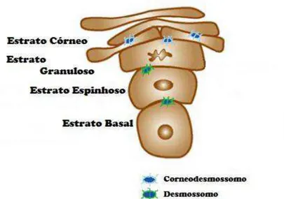 Figura 3: Integridade estrutural da camada córnea mantida pelos desmossomos modificados 65 