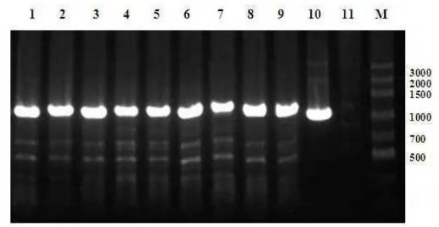 Figura 4. Perfil eletroforético, em gel de agarose a 1,5%, da análise da presença do inserto de DNA sintetizado,  realizado por PCR de colônias