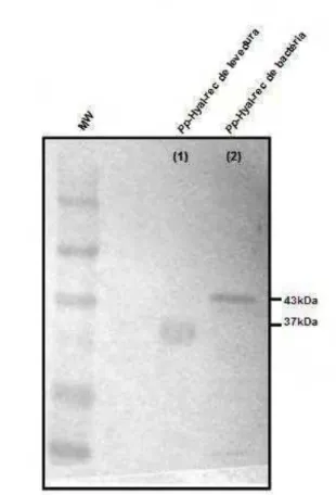 Figura 6.  Western blotting, mostrando o reconhecimento do  anticorpo policlonal anti-Pp-Hyal-nat pela (1)  proteína hialuronidase recombinante expressa em levedura P