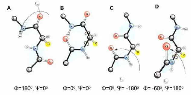 Figura 5. Conformações proibidas entre ĳ e ȥ. Algumas das restrições de rotação da  ligação peptídicas
