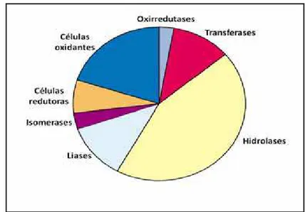 Figura 8 .  Distribuição dos tipos de enzimas utilizadas na indústria biotecnológica. As  hidrolases em amarelo representam quase 50% das enzimas utilizadas em processos de  biotransformação