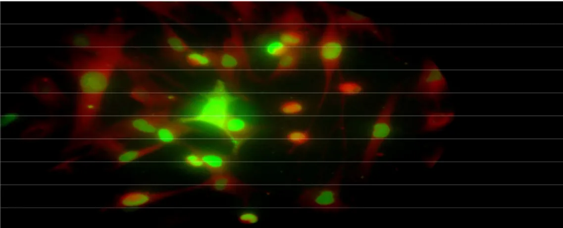 Figura 1: Técnica “shell-vial”, observando-se os núcleos dos fibroblastos fluorescentes