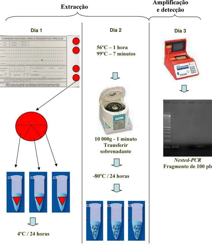 Figura 3: Resumo dos principais passos da técnica de PCR utilizada para detecção do ADN  do CMV nos “Guthrie cards”