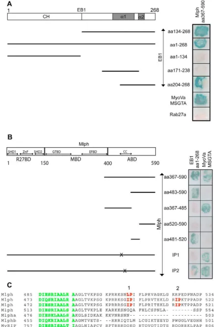 Fig. 1. Mapping of EB1 and Mlph domains required for interaction. For A and B the left-hand part shows the relationship of truncated test proteins, indicated with solid lines, to the domain structures of EB1 (A) and Mlph (B)