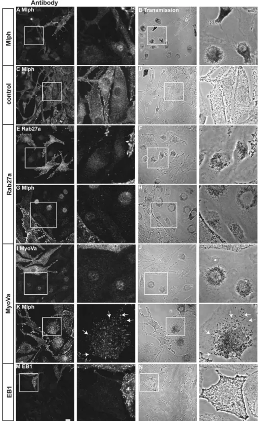 Fig. 6. Depletion of Mlph together with interacting proteins Rab27a and MyoVa, but not EB1, causes clustering of wild-type