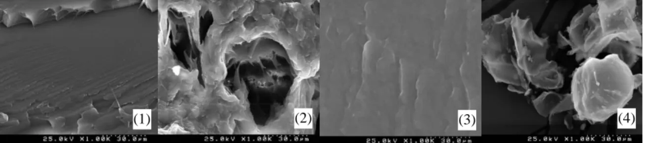 Figura 27 - Imagens de SEM: (1,2 e 3) superfícies resultantes da fratura de provetes quando sujeitos a ensaios  de tração, caso do PLA, PLA com ataque químico e PHA (4) Pó de cortiça com tamanho médio de partícula  de 40 µm.