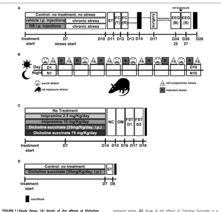 FIGURE 1 | Study flows. (A) Study of the effects of Dicholine Succinate in a chronic stress model