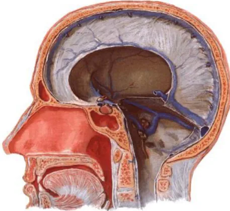 Figura 2. Sistema venoso dural, Grupo Postero-superior (adaptado Netter) 