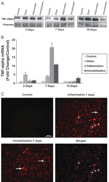 FIGURE 3 A, Representative Western blots of TNF-&gt; in control, sham, inflammation, and immobilization groups at 2, 7, and 15 days are shown in the top row, with its respective bands stained with Ponceau S in the lower row