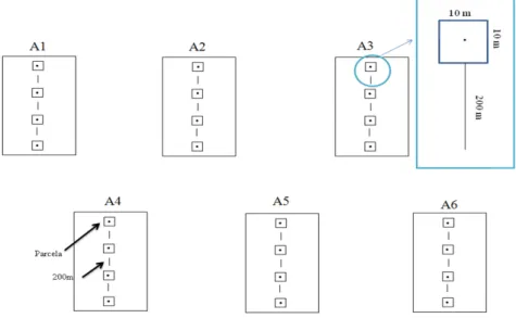 Figura 4  –  Desenho amostral com as seis áreas de amostragem, onde cada uma delas contém  quatro  pontos  fixos  e  no  entorno  de  cada  ponto  uma  parcela  de  100  m²  separadas  por  uma  distância de 200 m entre elas