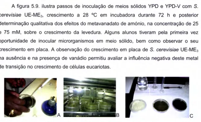 Figura 5.9.  lnoculação  de  meio  solido  YPD-V  com S.  cerevisiae UE-ME3  (A),  incubação  de culturas  de  levedura  em  incubadora  com  temperatura  controlada  a  28oC  (B),  seguida  de observação qualitativa da densidade celular  nos  diferentes t