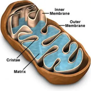 Figure I.1 - Schematic representation of a mitochondrion showing its internal configuration