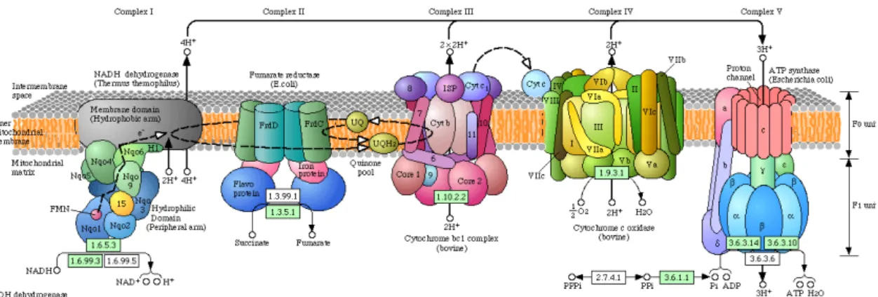 Figure I.2 - Schematic representation of the respiratory chain complexes published in Kyoto  Encyclopaedia of Genes and Genomes (KEGG) Pathway website  (http://www.genome.jp/dbget-bin/get_pathway?org_name=mmu&amp;mapno=00190)