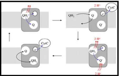 Figure I.3 – Schematic representation of the ubiquinone cycle. Complex III has two binding sites  for ubiquinone