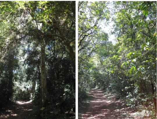 Figura 6. Exemplos de trilhas usadas para o levantamento da avifauna, respectivamente na     Floresta Estacional Semidecidual e no Cerrado