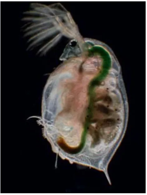 Figura 3: Dendrocephalus brasiliensis 