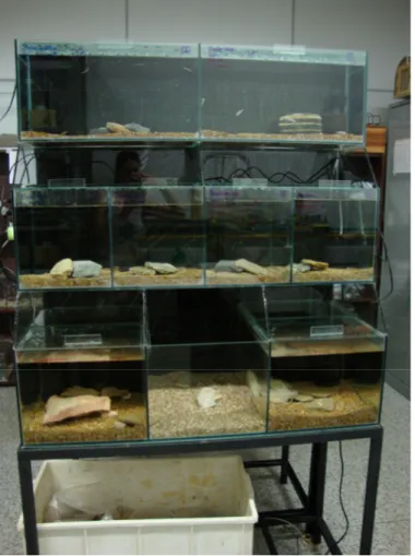 Figura  4.  Aquários  do  Laboratório  de  Estudos  Subterrâneos,  situado  no  Departamento  de  Ecologia e Biologia Evolutiva da UFSCar, campus São Carlos