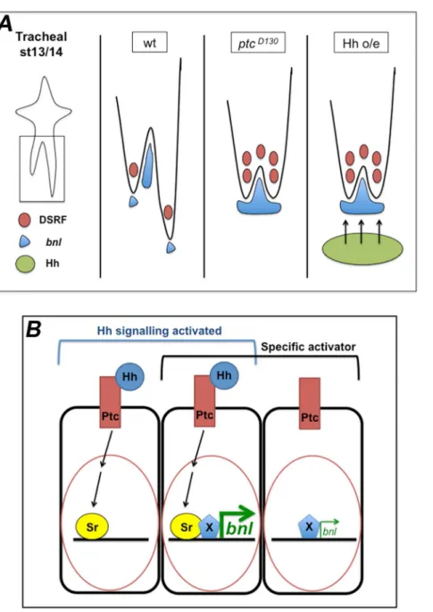 Figure 8. Proposed model of the role of Hh signalling in the regulation of bnl expression