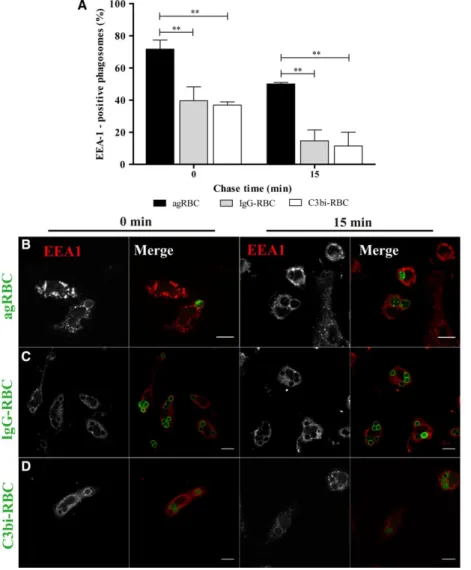 Fig. 1. Early endosome antigen 1 acquisition by phagosomal membranes containing different phagocytic particles in bone marrow-derived macrophages