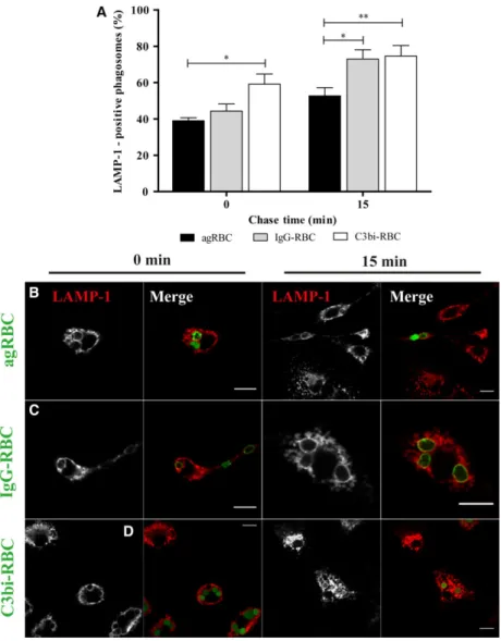 Fig. 2. Lysosomal-associated membrane protein 1 acquisition by phagosomal membranes containing different phagocytic particles in bone  marrow-derived macrophages
