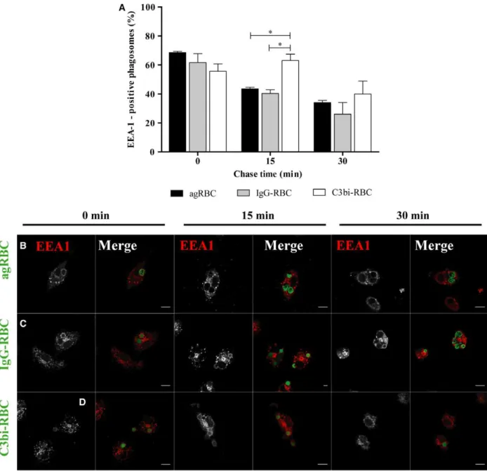 Fig. 3. Early endosome antigen 1 acquisition by phagosomal membranes containing different phagocytic particles in peritoneal macrophages