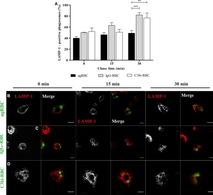 Fig. 4. Lysosomal-associated membrane protein 1 acquisition by phagosomal membranes containing different phagocytic particles in peritoneal macrophages